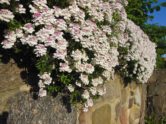 štěničník sempervirens